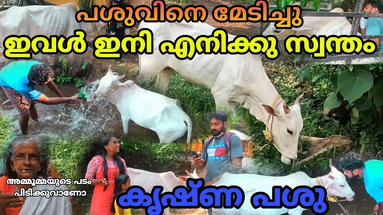 പശുവിനെ മേടിച്ചു // കൃഷ്ണ പശു // ഗംഗാ തീരത്ത് സന്യാസിമാരുടെ കൂട്ട് // krishna cow    #cow  #krishna