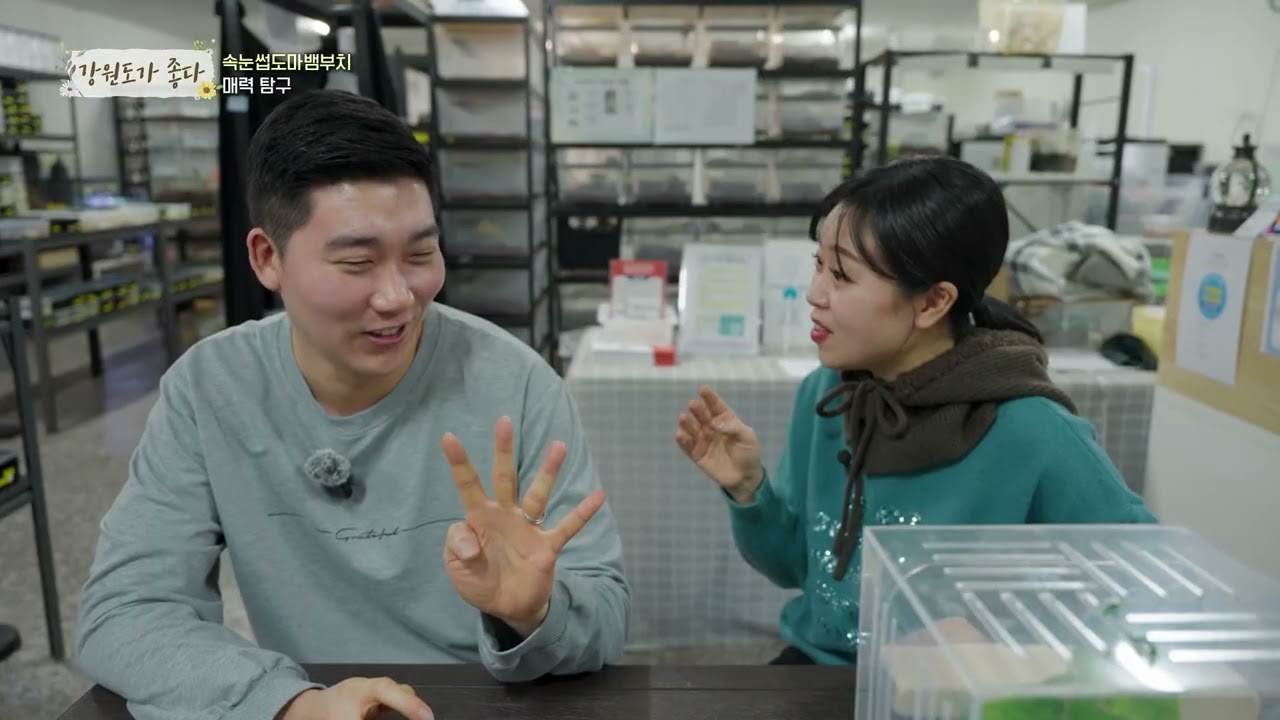 [강원도가 좋다] 속눈썹도마뱀부치 매력 탐구