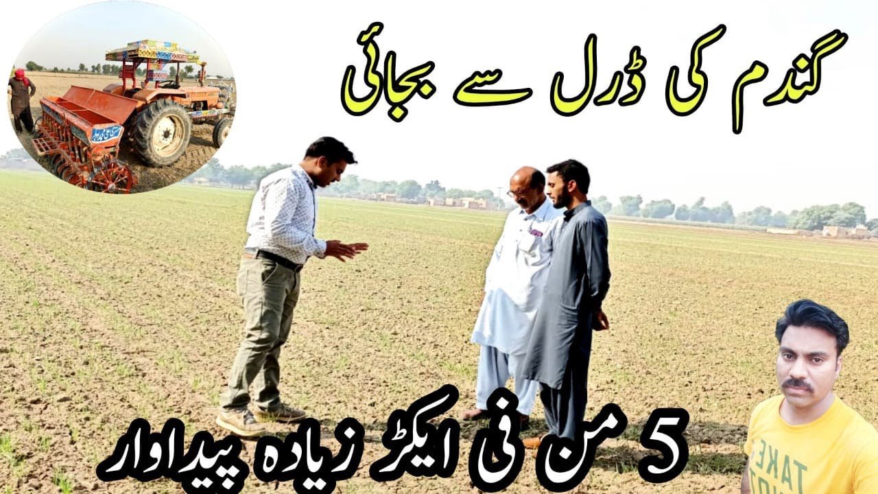 Wheat Drill sowing |Wheat sowing methods |Wheat sowing methods comparison |Wheat dry sowing benefits