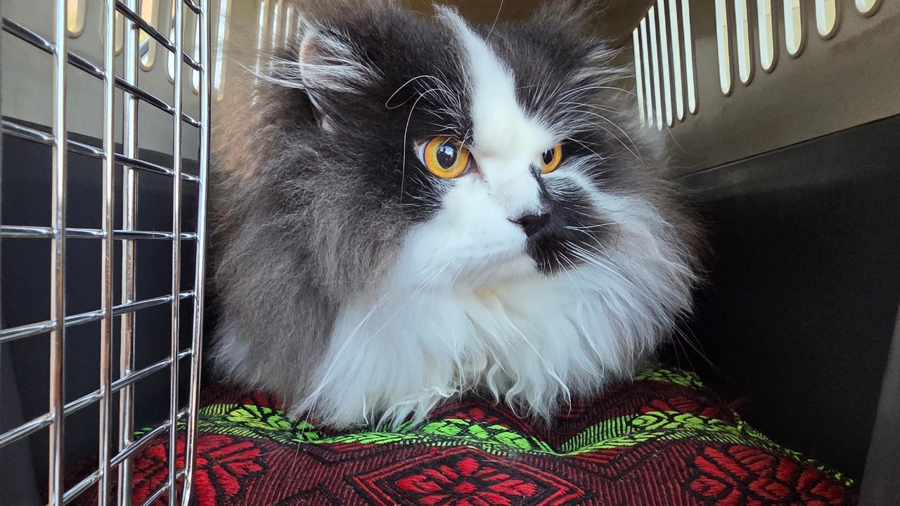 Теодор — очаровательный персидский кот 🙀