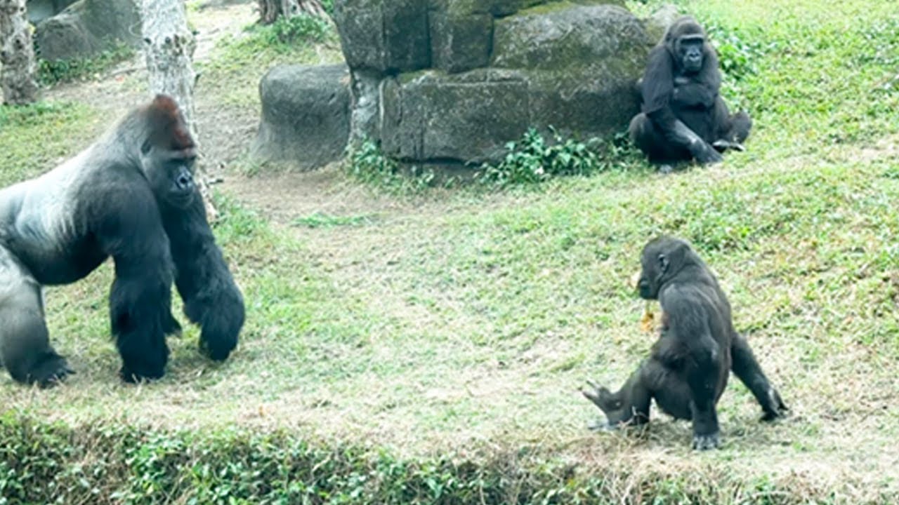 Ringo看到爸爸時的倒退走Ringo walks backward when he sees dad