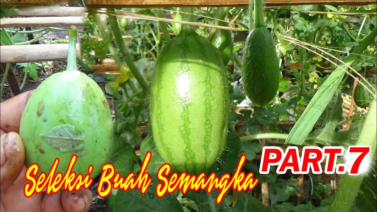 Tutorial Tani  Menanam SEMANGKA Di Polybag (Seleksi Buah) .PART. 7