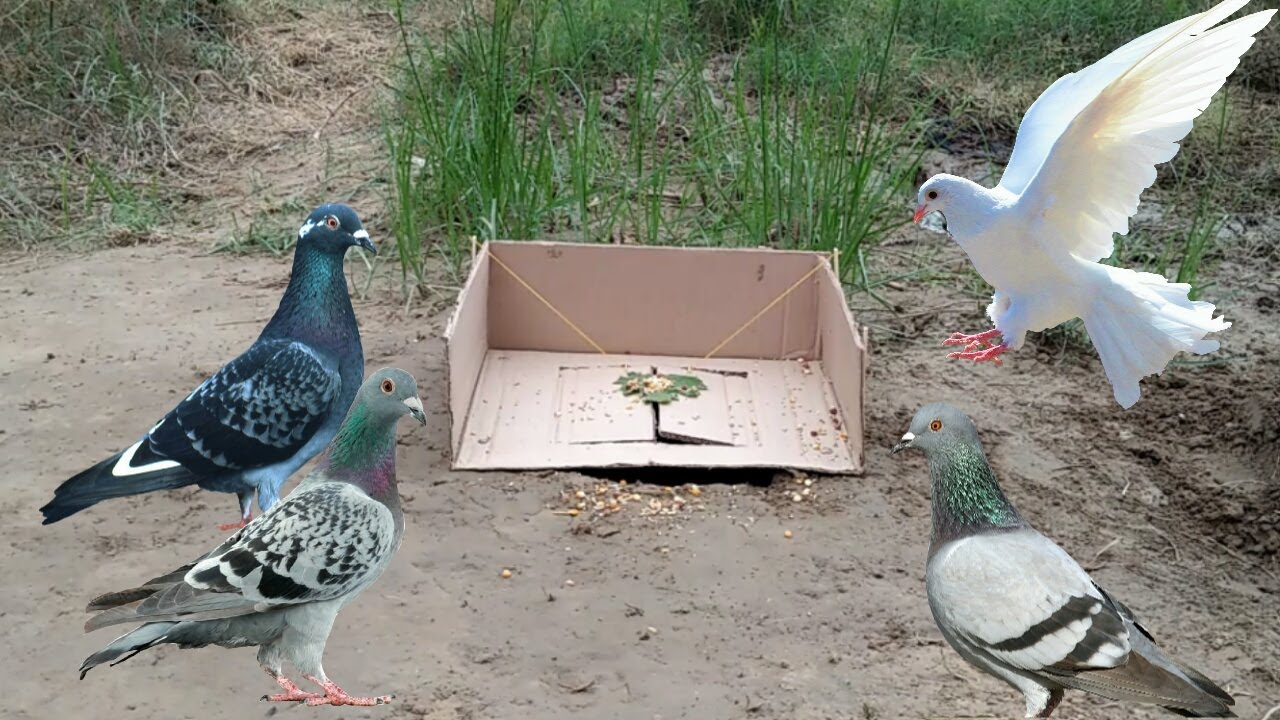 You Ever See this Trap Installing DIY Bird Trap using Cardboard box