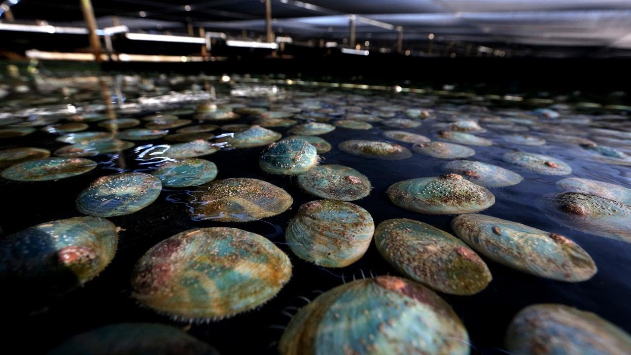 Yumbah Aquaculture Abalone Farm Tour