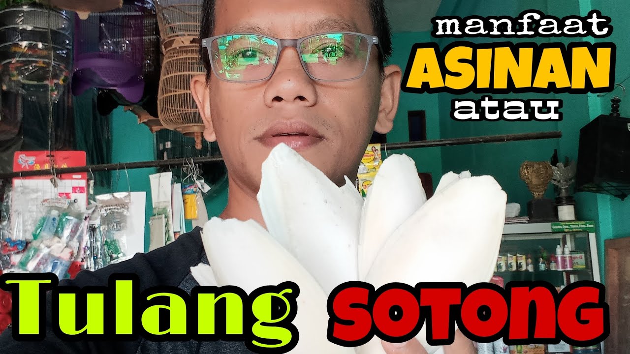 Manfaat Kalsium (asinan/tulang sotong)buat Burung.