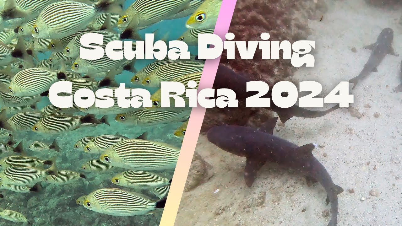 Scuba Diving in Tamarindo Costa Rica 🦈🦈 Diving with Sharks, Catalina Islands