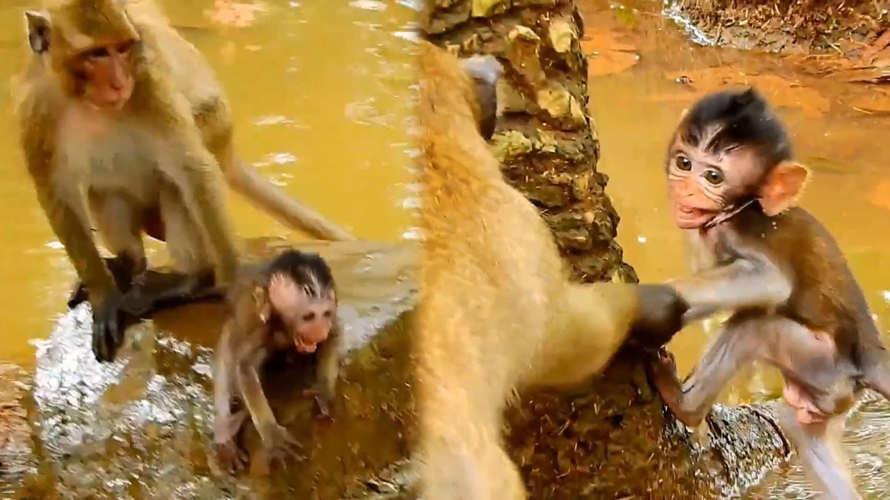 The little monkey was beaten and mistreated by the bad monkey, the baby monkey cried and was scared
