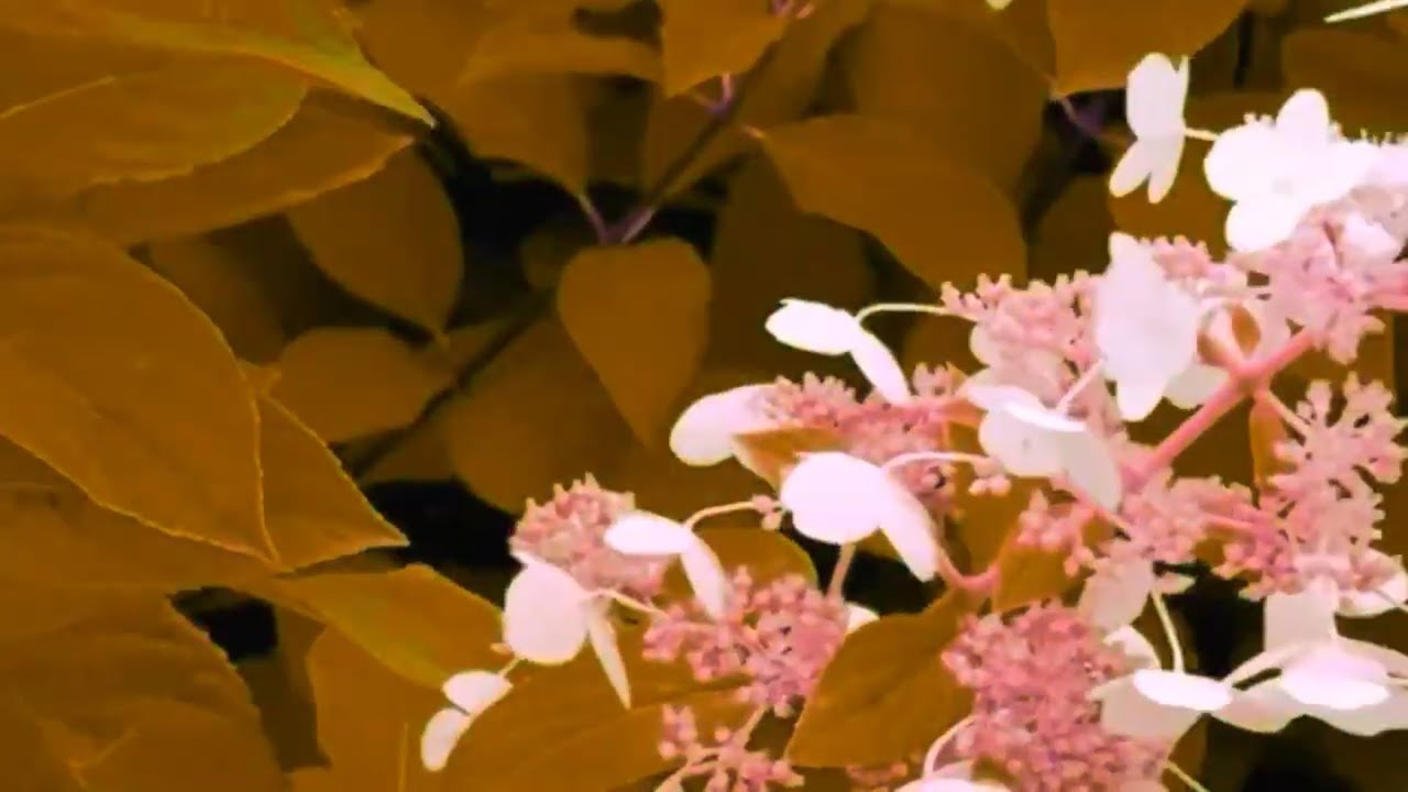 (Part 2)  W.A. Mozart, Symphony No.38 in D major   #mozartmusic #purpleflower #purple