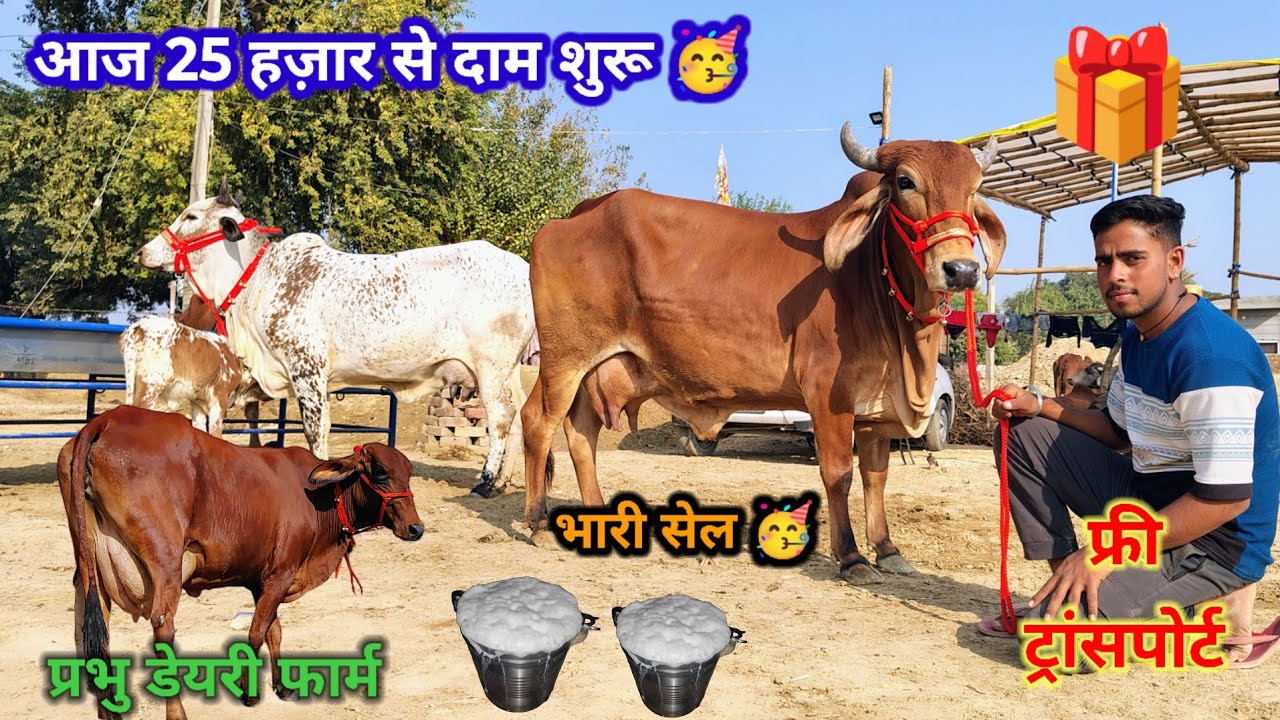 आज खरीदो मात्र 25 हजार में गाय 🤗 फ्री ट्रांसपोर्ट 🎉 ऐसा मौका फिर नही मिलेगा 🎁 जल्दी से खरीद लो 👍