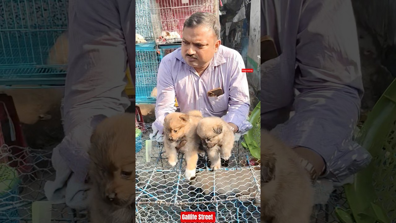 Pet Market Kolkata 😍/lowest price puppy dog/Gallif Street dogs #shorts #viral #dog #dogs #doglover