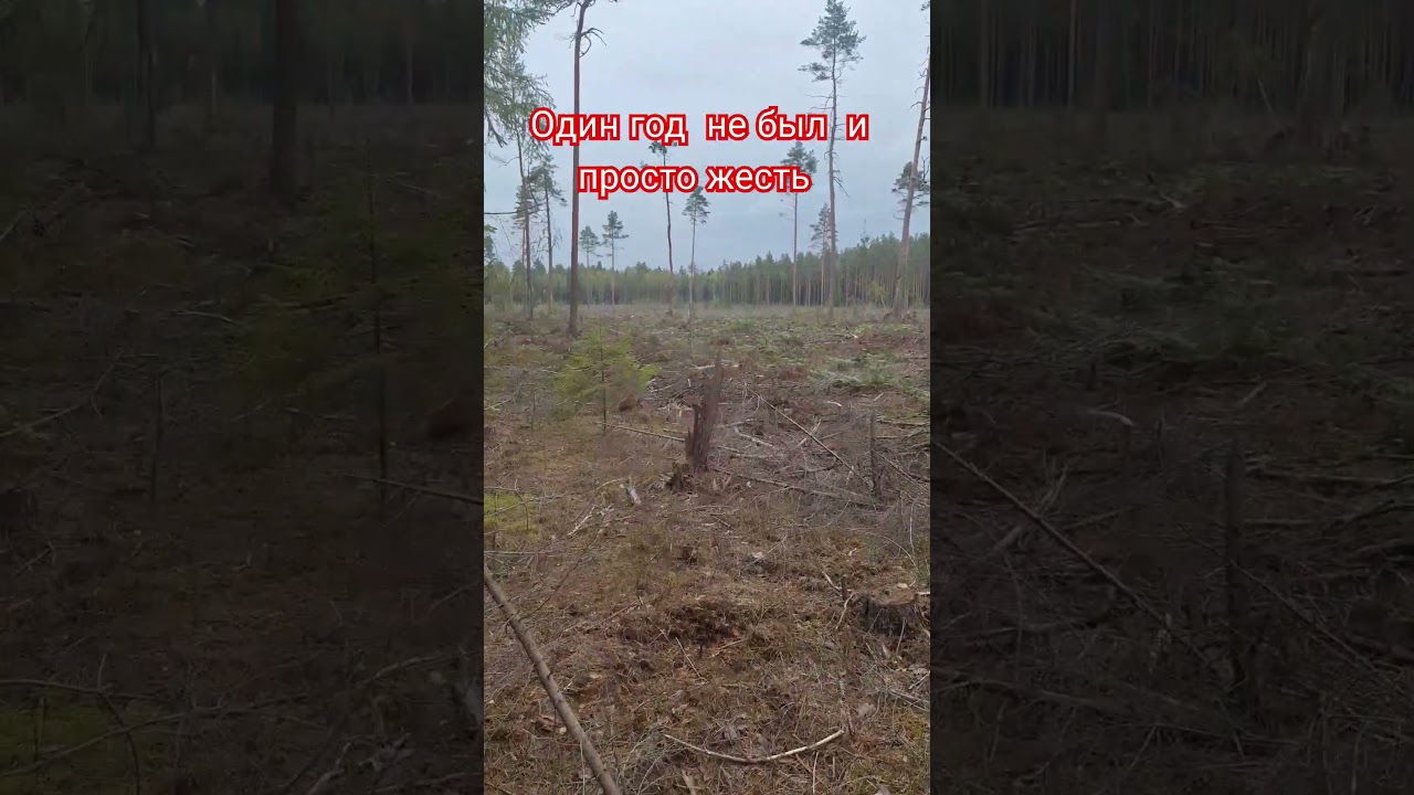 #природа #belarus #беларусь #грибы #лес #forest #витебск #леса #минск