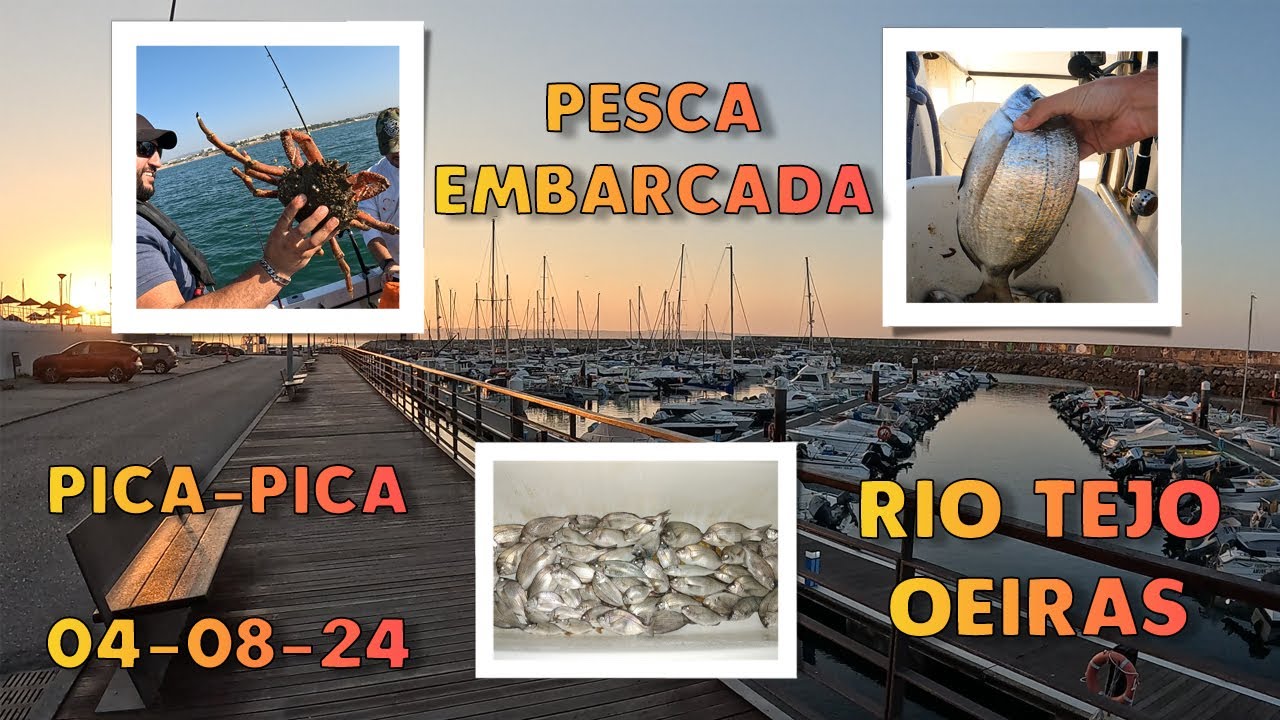 Pesca Embarcada na Foz do Rio Tejo - Pica Pica em Oeiras aos Diversos (04-08-2024)