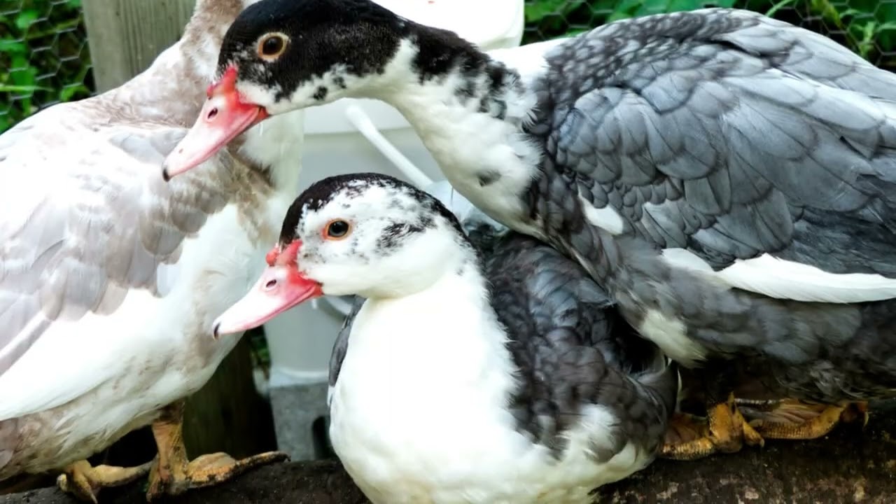 Most Weird Duck Breeds In The World | Wild Whim