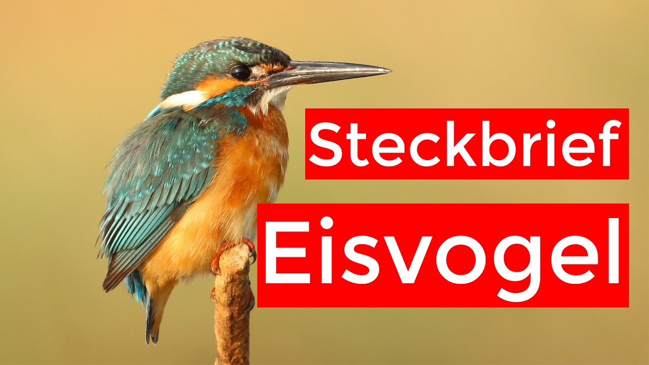 der Eisvogel - Steckbrief | Aussehen, Ruf, Verbreitung und mehr