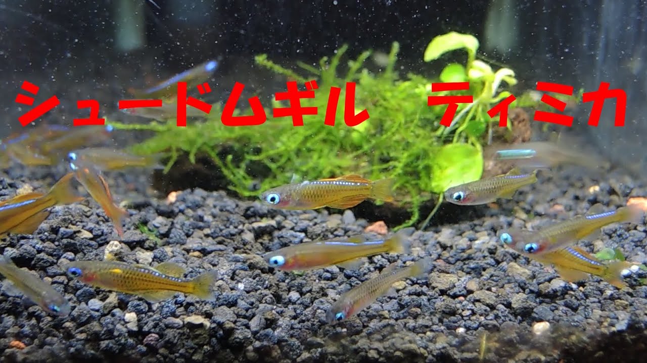シュードムギルsp.ティミカ