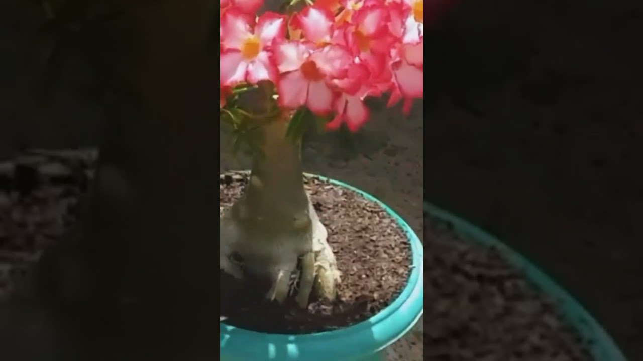 How to Care Adenium Flowers/How to get more flowers in Adenium #youtubeshortsindia