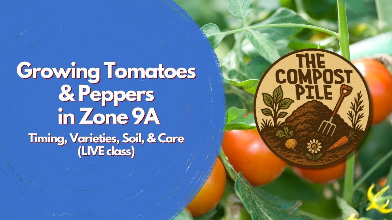 Growing Tomatoes & Peppers In Zone 9A - Live Class