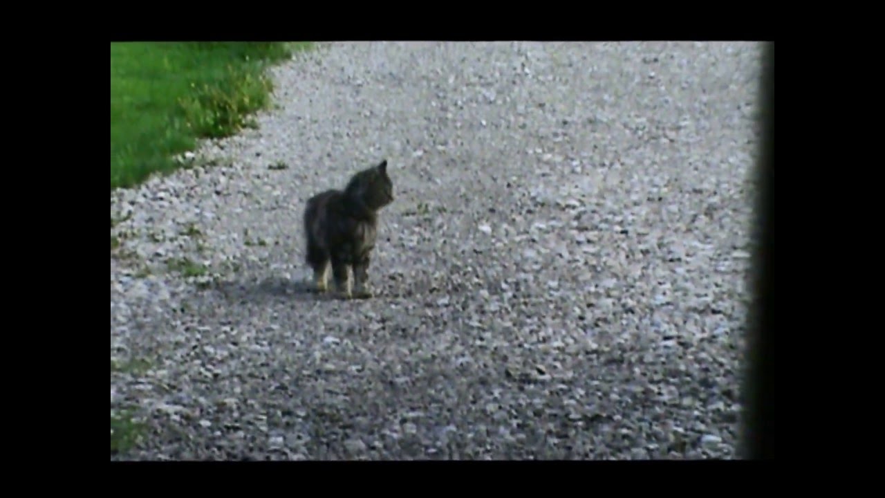 Cat waits for school bus