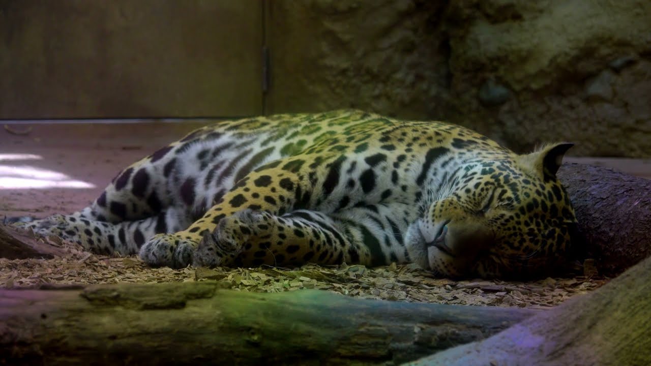 東山動植物園「ジャガー」｜BGM (Jaguar / Elegant  BGM)