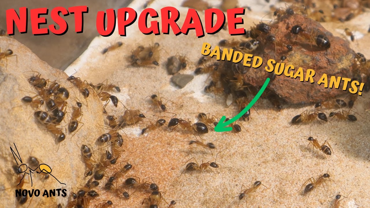 Улучшение гнезда сахарных муравьёв &mdash; Ant Keeping &mdash; Camponotus