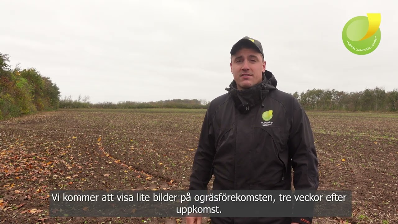 Sandjord – metoder för ogräshantering i mångårig ekologisk odling