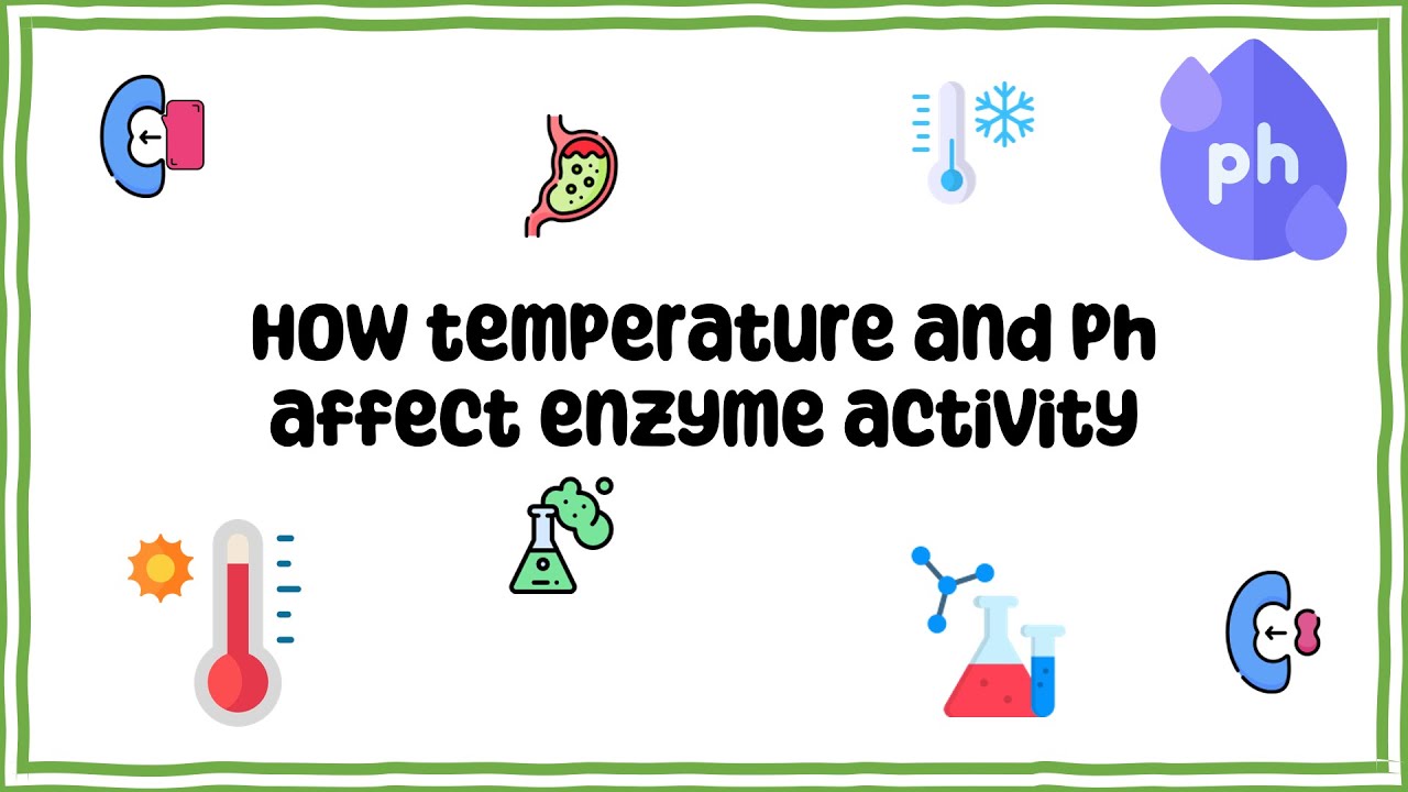 GCSE - Biology - How temperature and pH affect rate of reaction #6