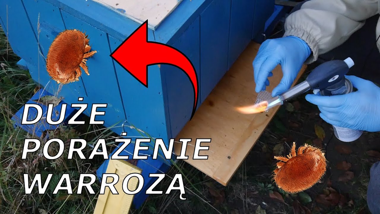 Walka z warrozą - odymianie pszczół Apiwarolem