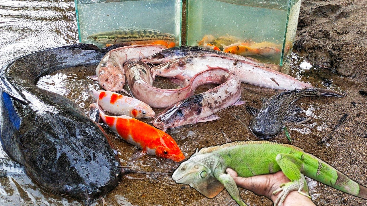 Wow! Menangkap Ikan Lele Albino Ada Lele Monster, Ikan Toman, Ikan Hias, Ikan Koi, Ikan Cupang