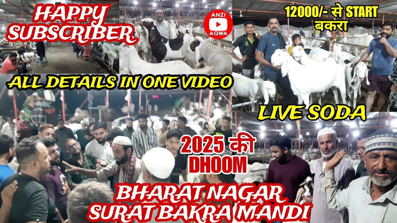 Happy Subscriber Ka Live Soda at Bharat Nagar , Surat Bakra Mandi 2025 | Sachin Bakra Mandi 2025