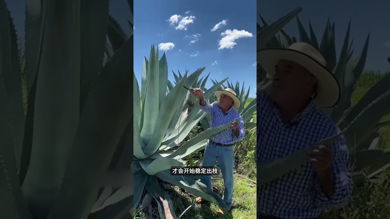 龍舌蘭可不只是釀酒，切開還能流出清甜汁水！#shorts | #紀錄片 #有趣  #creative