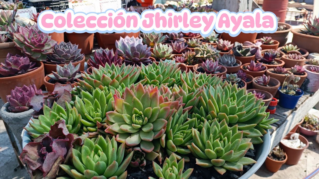 Parte I - Colección Suculenta Jhirley Ayala en Buenos Aires - Argentina #suculentasarlenking