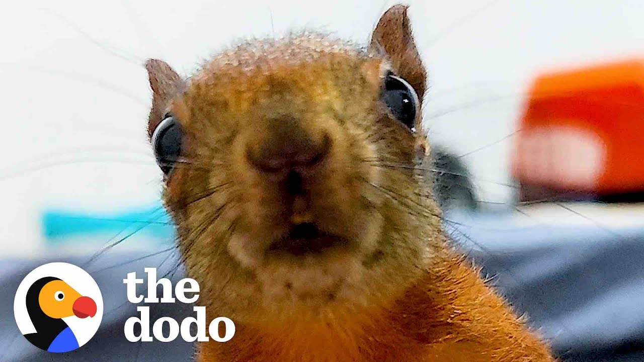 Woman Rescues Two Squirrels And Now They Visit Her Everyday| The Dodo