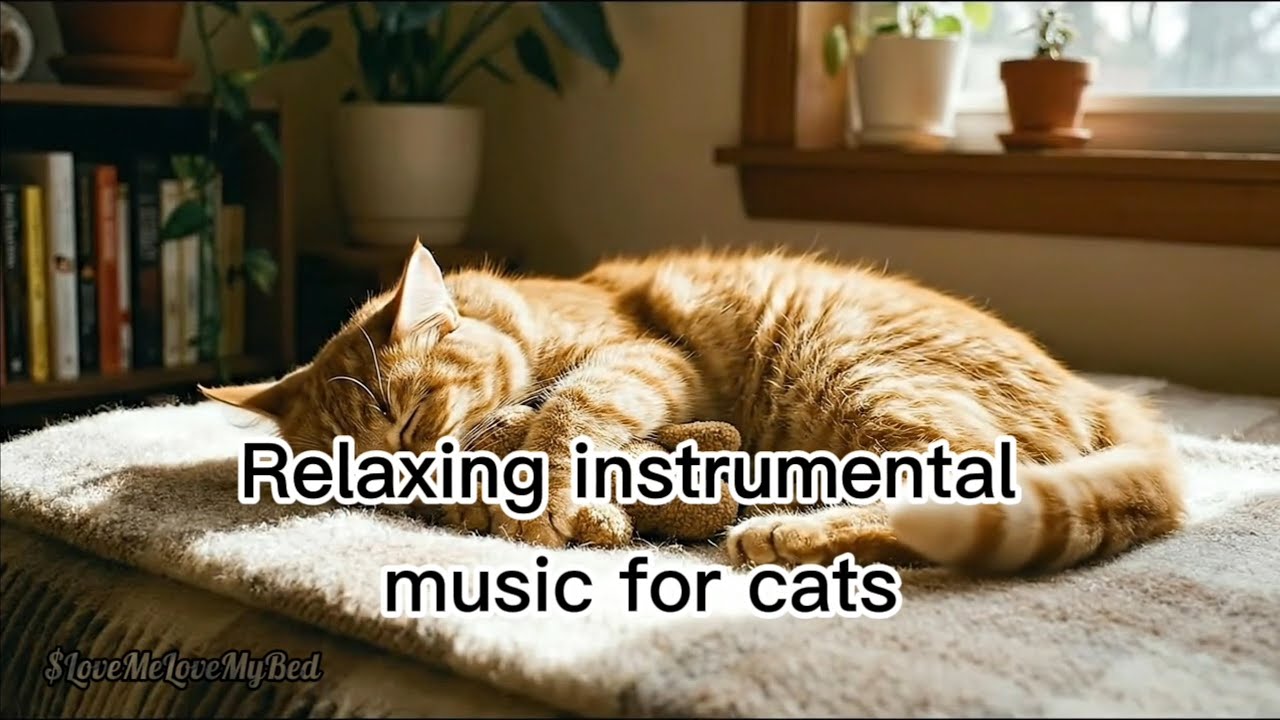 Relaxing instrumental music for cats | Sweet dreams, my little one.