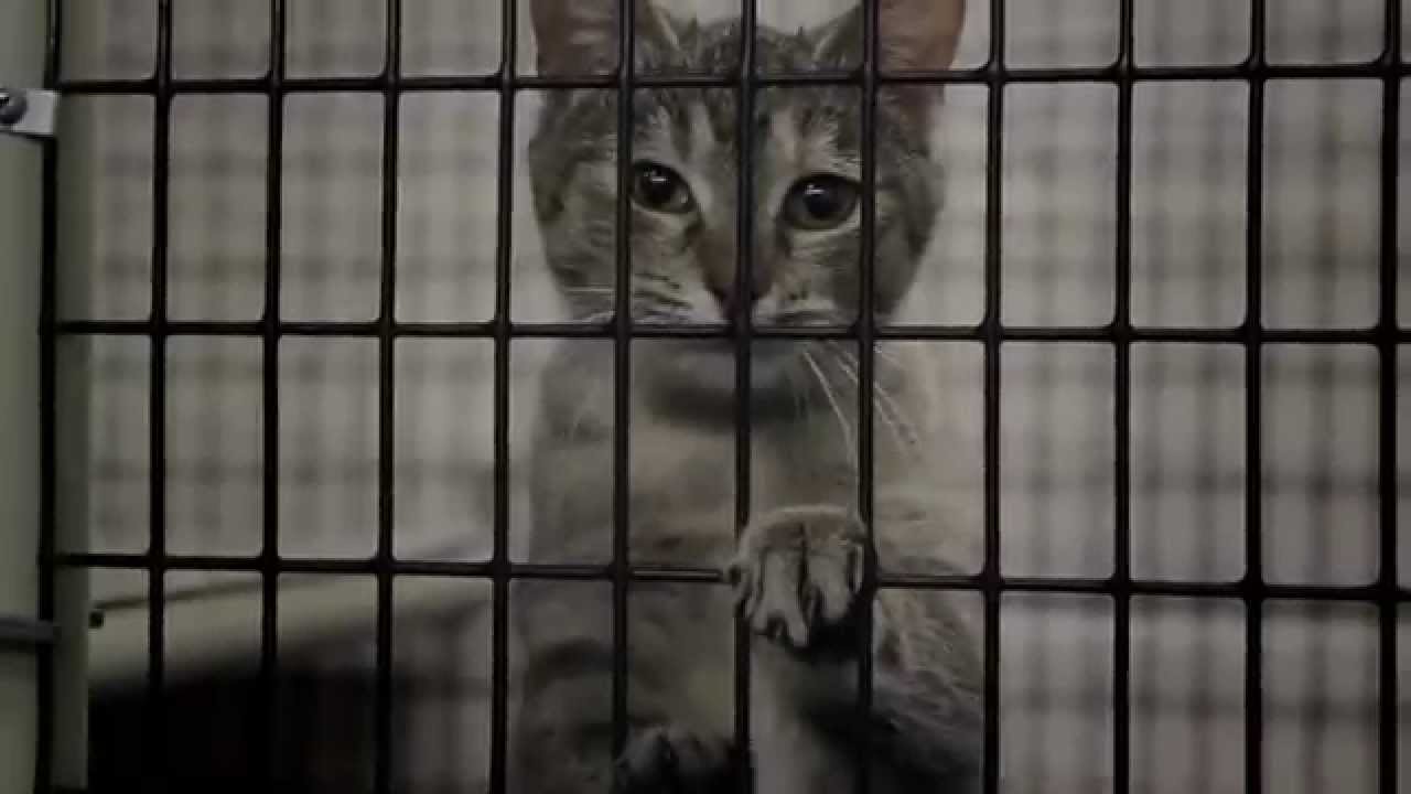 Unconditional Acceptance: The Human & Animal Bond