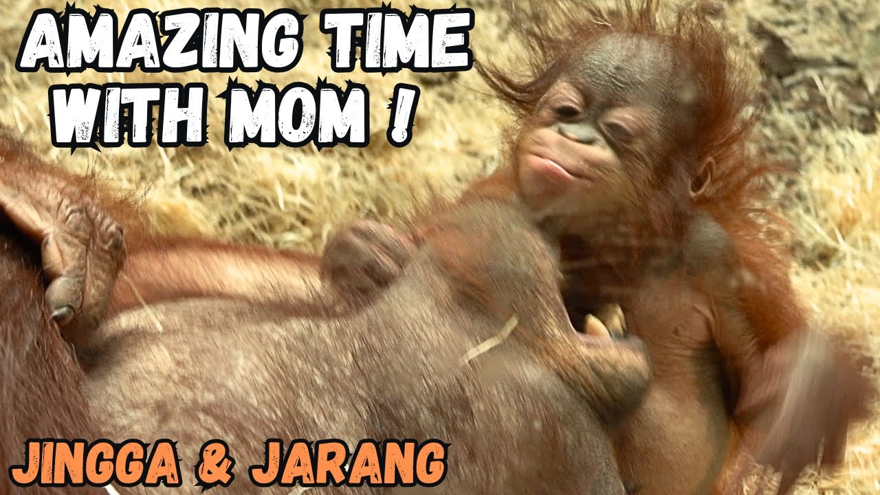 Baby Orangutan Gets Love From Mom!