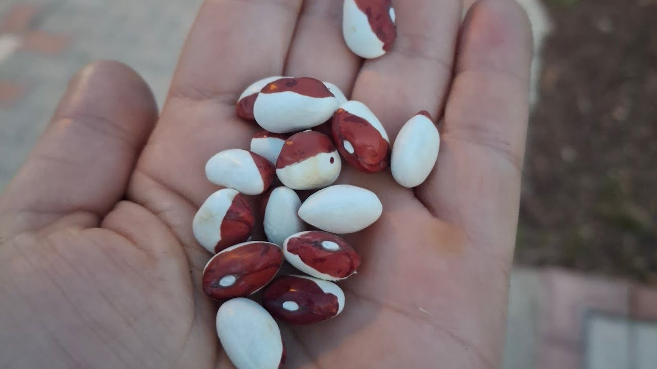 Dolunayda Tohumlarımı Ekiyorum Bahçe Sohbeti
