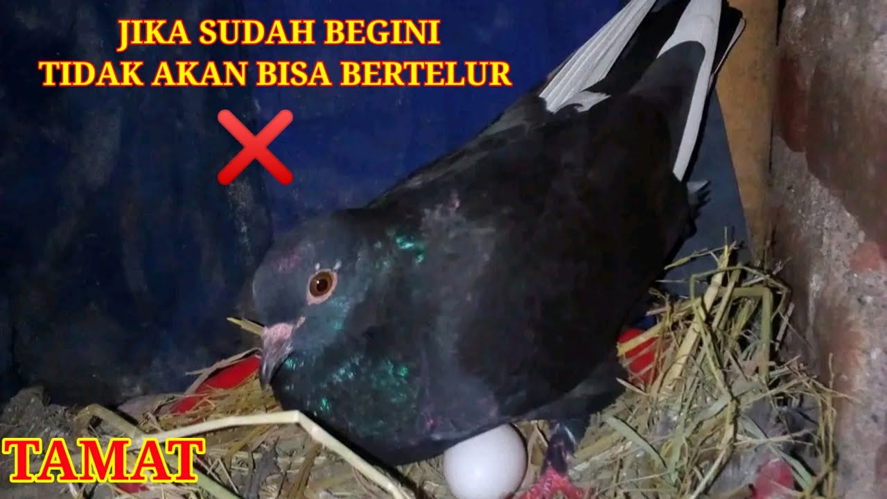SEPERTI INILAH CIRI-CIRI MERPATI BETINA YANG TIDAK AKAN BISA BERTELUR
