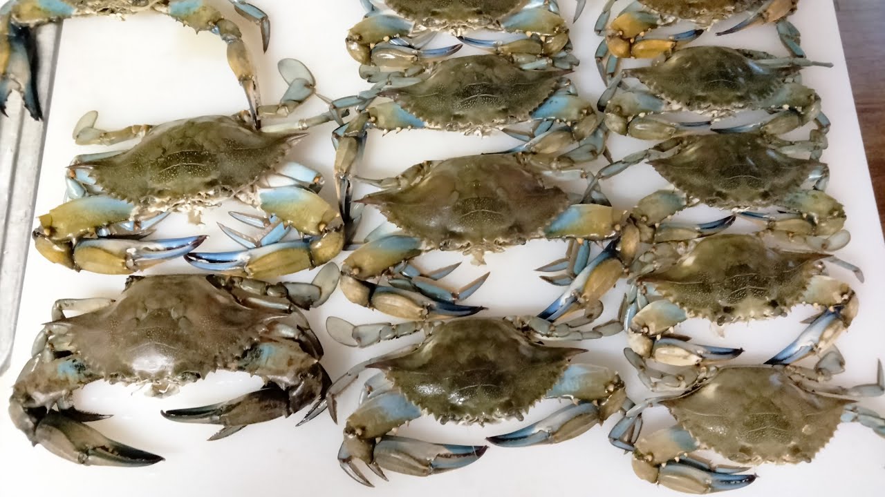 Blue Crabbing in Texas! Catch, Clean & Cook Fresh Blue Crab