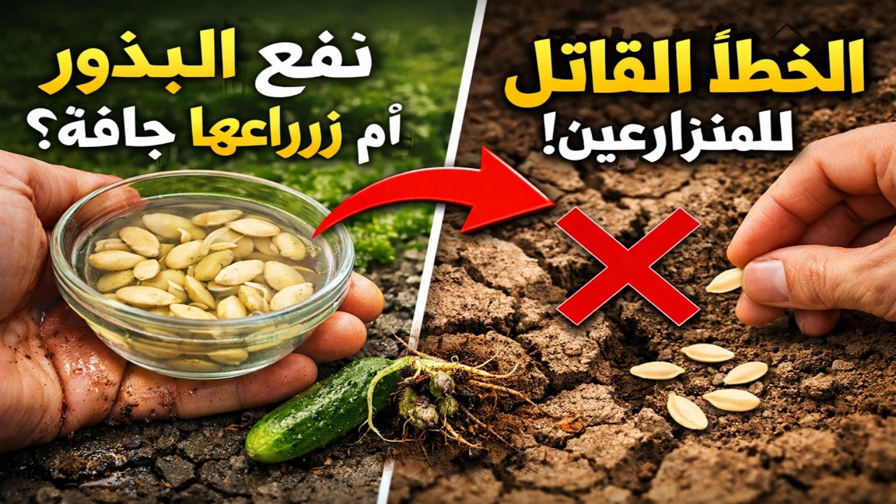 نقع بذور الخيار أم زراعتها جافة؟ الخطأ الفادح الذي يقع فيه 95% من المزارعين.