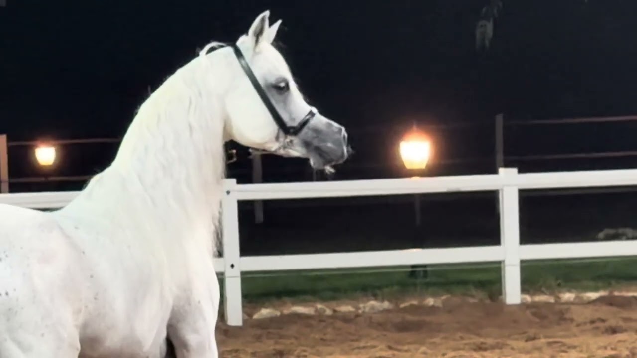 Basheer Al Waab … { Sinan Al Rayyan x Amaal Al Waab }