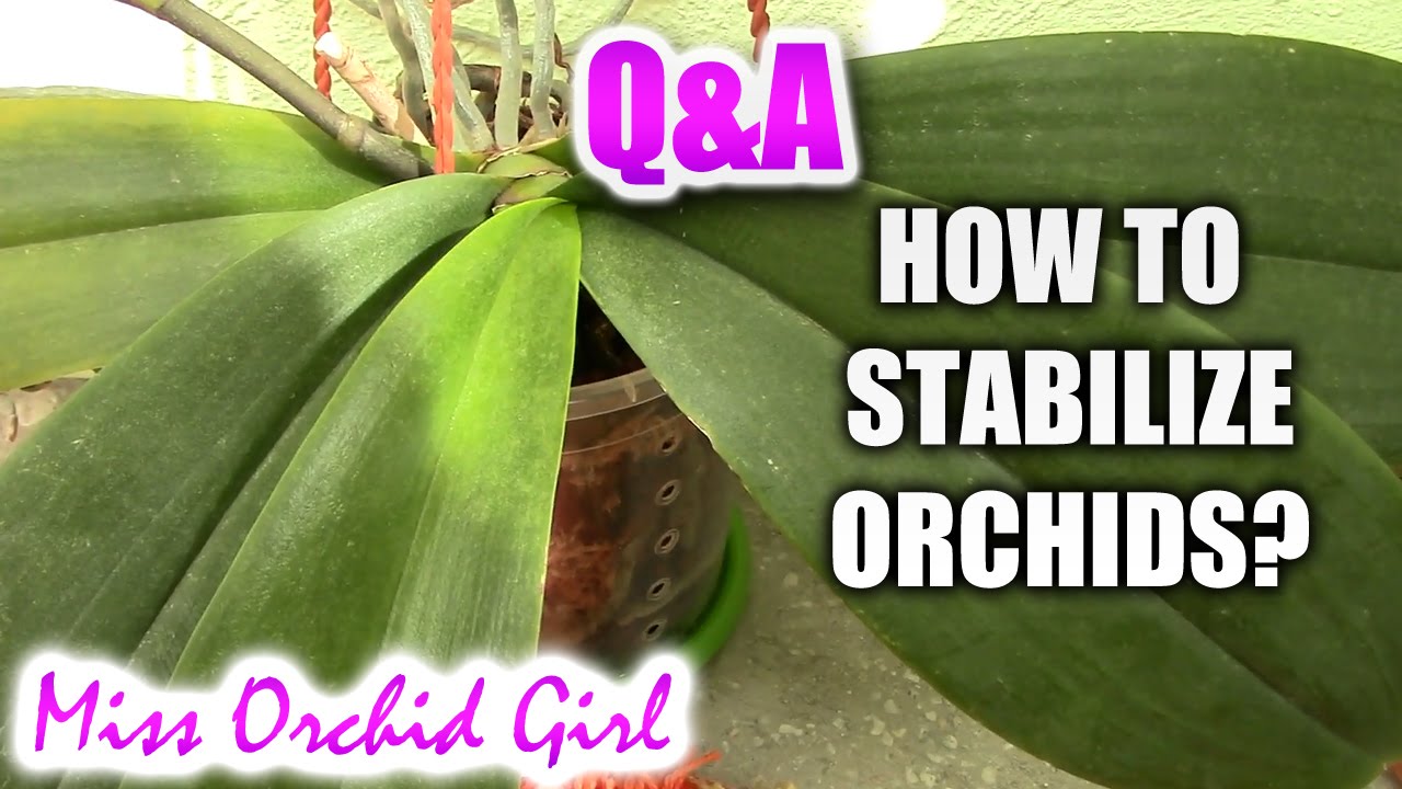 Q&A - How to stabilize Phalaenopsis orchids that lean over?