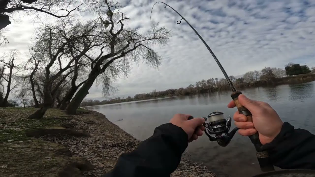 herefishyfishyfishy