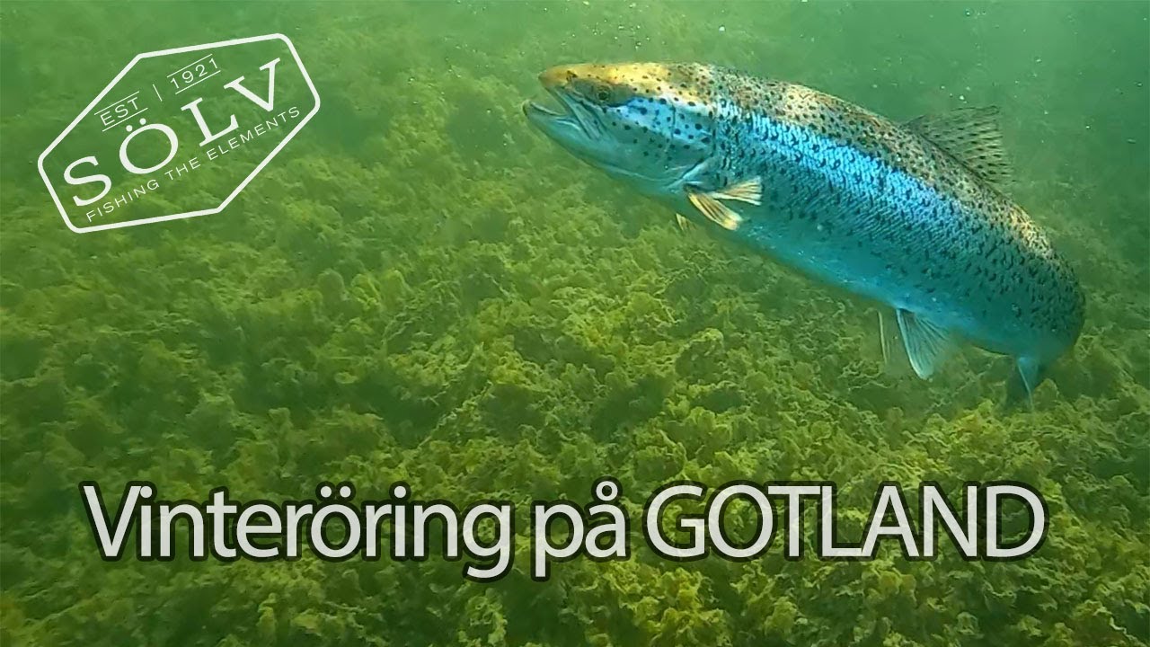 Vinteröring på GOTLAND