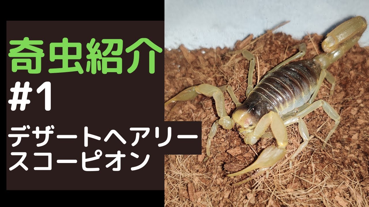 デザートヘアリースコーピオン紹介、飼育方法