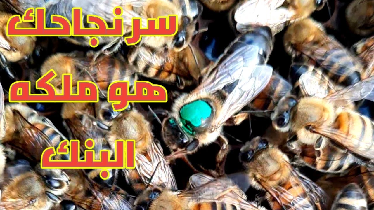 سر نجاح النحال هو بنك الملكات
