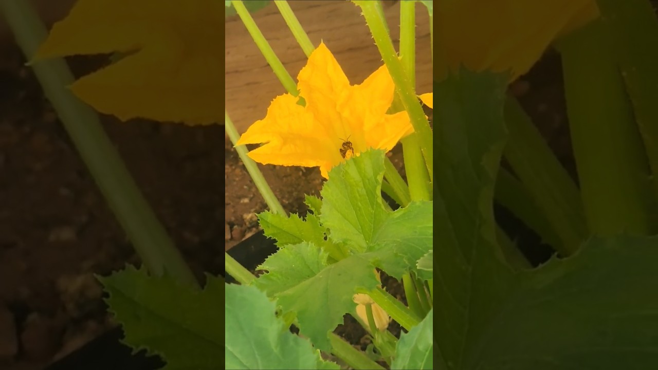 Honey Bees in Arizona, are they visiting your gardens? #garden #usa #gardening #vlog #bees #flowers