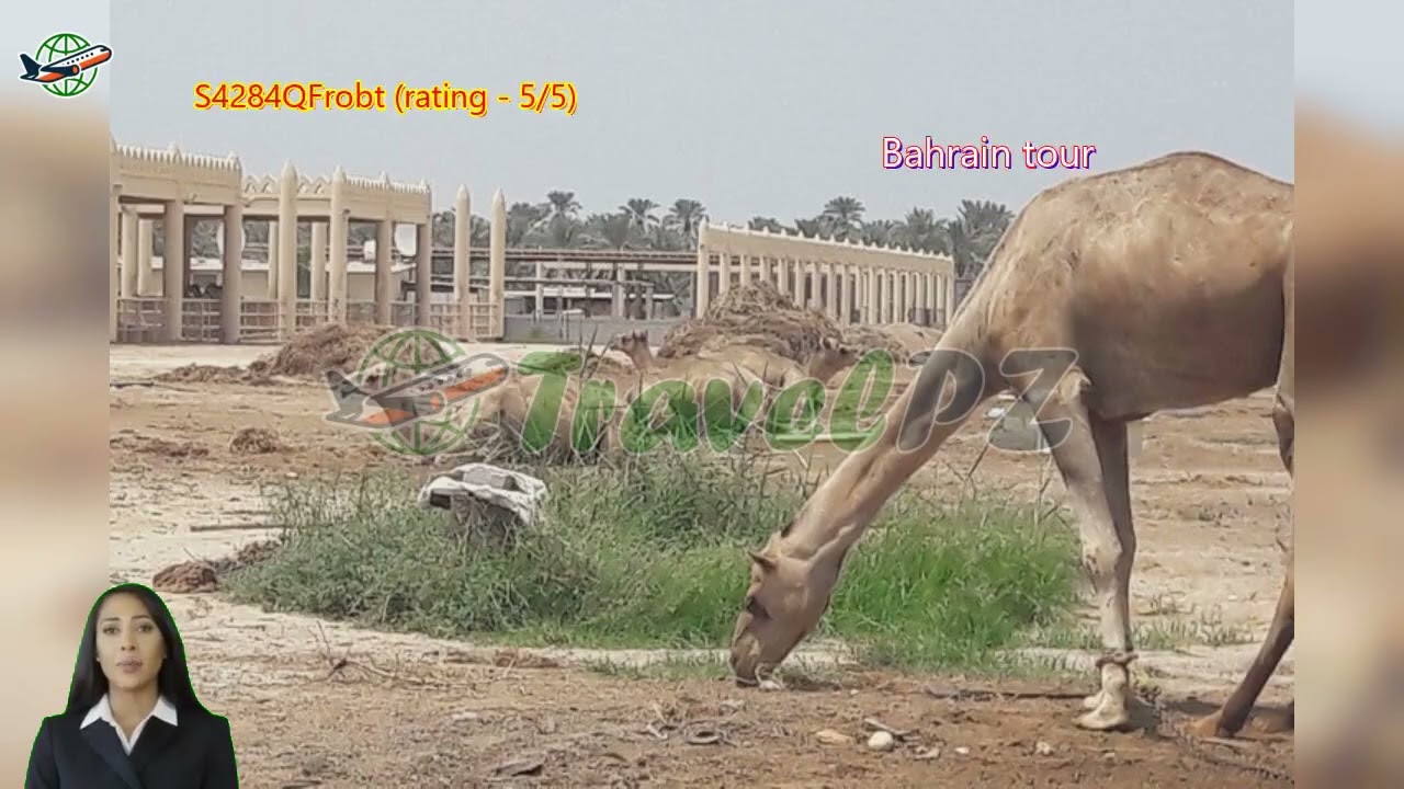 「TravelPZ」 Review Private Bahrain Tour – VIP Sightseeing and Culture Experience