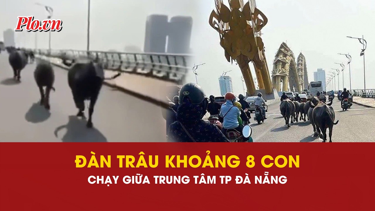 Đàn trâu thả rông gây náo loạn nhiều tuyến phố trung tâm Đà Nẵng- PLO