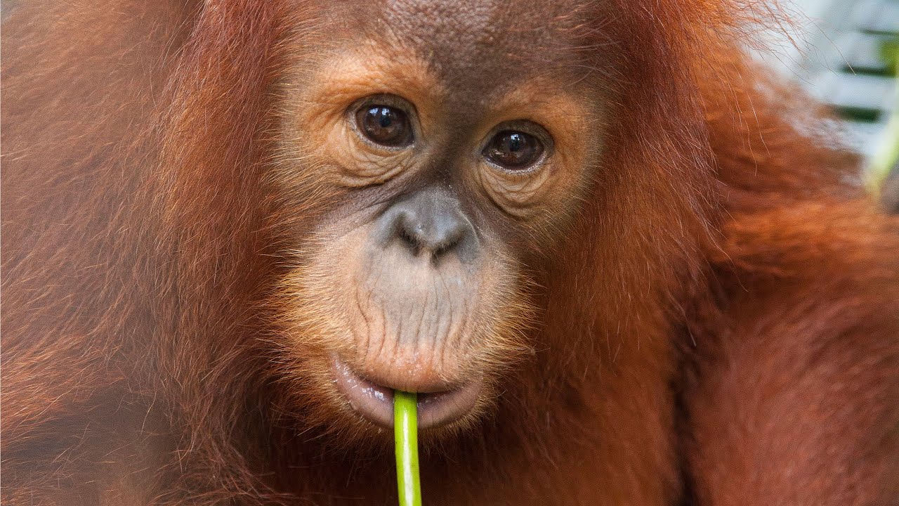Adopt an Orangutan | The Orangutan Project