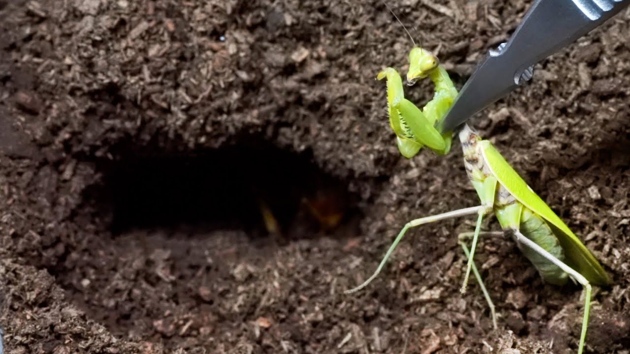 悪霊の巣にカマキリを突撃させると…